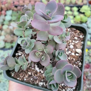 Sedum 'Cherry Tart' Succulent Live Plant 2 Inch - Indoor/Outdoor Decor - Image 4