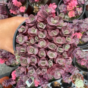 Sedum 'Cherry Tart' Succulent Live Plant 2 Inch - Indoor/Outdoor Decor - Image 5