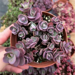 Sedum 'Cherry Tart' Succulent Live Plant 2 Inch - Indoor/Outdoor Decor - Image 6