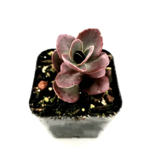 Sedum 'Cherry Tart' Succulent Live Plant 2 Inch - Indoor/Outdoor Decor - Image 1
