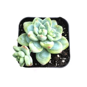 Sedum Clavatum Succulent Live Plant 2 Inch Pot - Blue-Green for Indoor Outdoor - Image 2