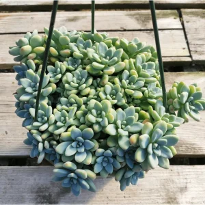 Sedum Clavatum Succulent Live Plant 2 Inch Pot - Blue-Green for Indoor Outdoor - Image 3