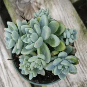 Sedum Clavatum Succulent Live Plant 2 Inch Pot - Blue-Green for Indoor Outdoor - Image 4