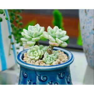 Sedum Clavatum Succulent Live Plant 2 Inch Pot - Blue-Green for Indoor Outdoor - Image 5