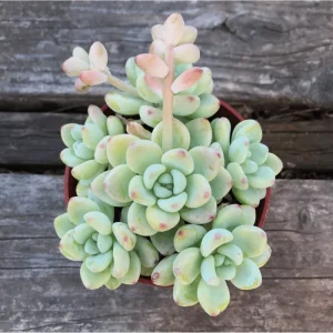 Sedum Clavatum Succulent Live Plant 2 Inch Pot - Blue-Green for Indoor Outdoor - Image 6