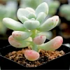 Sedum Clavatum Succulent Live Plant 2 Inch Pot - Blue-Green for Indoor Outdoor - Image 1