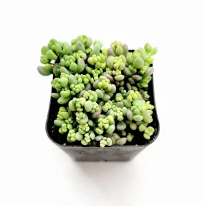 Sedum Dasyphyllum 'Corsican Stonecrop' Succulent Live Plant 2 Inch Pot - Indoor/Outdoor - Image 2