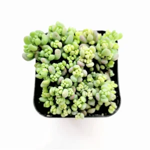 Sedum Dasyphyllum 'Corsican Stonecrop' Succulent Live Plant 2 Inch Pot - Indoor/Outdoor - Image 1