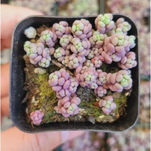 Sedum Dasyphyllum 'Corsican Stonecrop' Succulent Live Plant 2 Inch Pot - Indoor/Outdoor - Image 3
