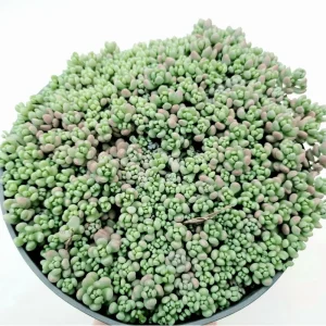 Sedum Dasyphyllum 'Corsican Stonecrop' Succulent Live Plant 2 Inch Pot - Indoor/Outdoor - Image 4