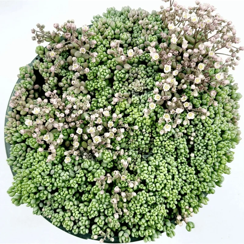 Sedum Dasyphyllum 'Corsican Stonecrop' Succulent Live Plant 2 Inch Pot - Indoor/Outdoor - Image 5