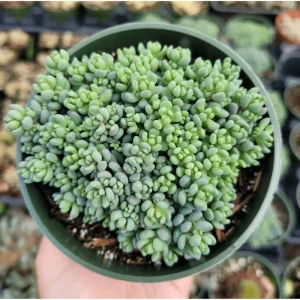 Sedum Dasyphyllum 'Corsican Stonecrop' Succulent Live Plant 2 Inch Pot - Indoor/Outdoor - Image 6