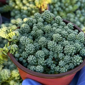 Sedum Dasyphyllum Major 4 Inch Live Succulent Plant – Corsican Stonecrop, Potted, Indoor/Outdoor - Image 2