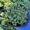 Sedum Dasyphyllum Major Live Succulent Plant – Corsican Stonecrop – 4 Inch Pot - Image 1