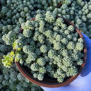 Sedum Dasyphyllum Major Live Succulent Plant – Corsican Stonecrop – 4 Inch Pot - Image 3