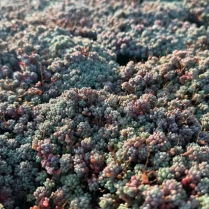 Sedum Dasyphyllum Minor Live Plant - Corsican Stonecrop Succulent - Image 1