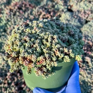 Sedum Dasyphyllum Minor Live Plant - Corsican Stonecrop Succulent - Image 2