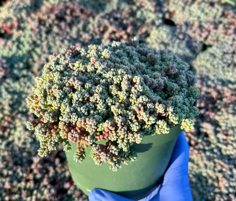 Sedum Dasyphyllum Minor Live Plant - Corsican Stonecrop Succulent - Image 2
