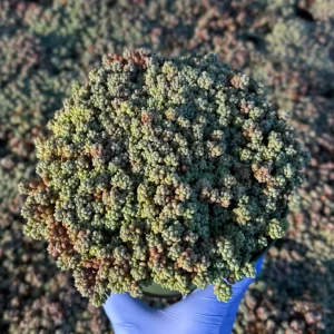 Sedum Dasyphyllum Minor Live Plant - Corsican Stonecrop Succulent - Image 3