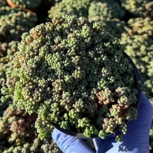 Sedum Dasyphyllum Minor Live Plant - Corsican Stonecrop Succulent - Image 5