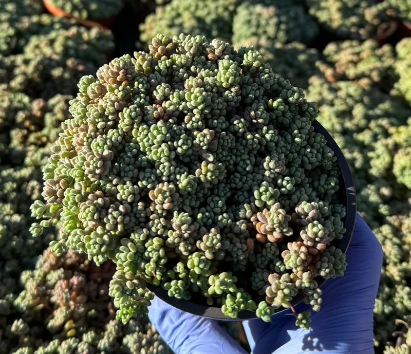 Sedum Dasyphyllum Minor Live Plant - Corsican Stonecrop Succulent - Image 5
