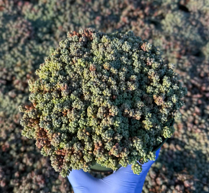 Sedum Dasyphyllum Minor Live Succulent Plant - Corsican Stonecrop Houseplant - Image 3