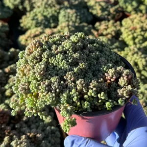 Sedum Dasyphyllum Minor Live Succulent Plant - Corsican Stonecrop Houseplant - Image 4