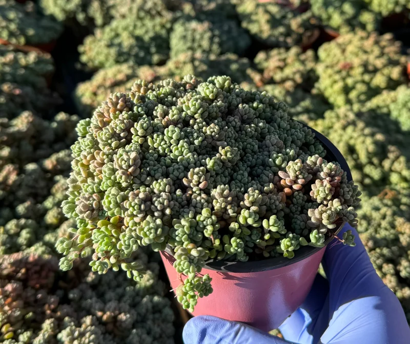 Sedum Dasyphyllum Minor Live Succulent Plant - Corsican Stonecrop Houseplant - Image 4