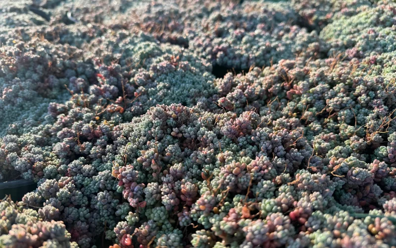 Sedum Dasyphyllum Minor Live Succulent Plant - Corsican Stonecrop Houseplant - Image 1