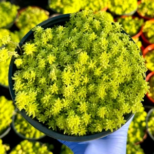 Sedum Japonicum Live Plant – Tokyo Sun Stonecrop Yellow Succulent – Ground Cover - Image 3