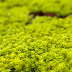 Sedum Japonicum Live Plant – Tokyo Sun Stonecrop Yellow Succulent – Ground Cover - Image 4