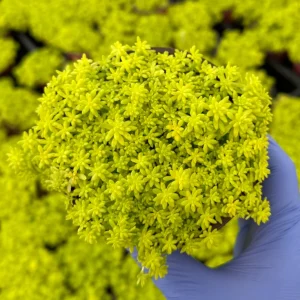 Sedum Japonicum Live Plant – Tokyo Sun Stonecrop Yellow Succulent – Ground Cover - Image 1