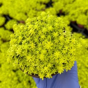 Sedum Japonicum Tokyo Sun Stonecrop Live Plant – Yellow Succulent Ground Cover - Image 2