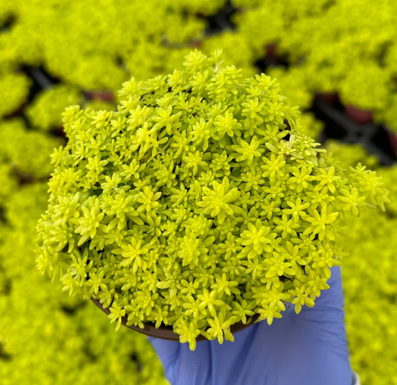 Sedum Japonicum Tokyo Sun Stonecrop Live Plant – Yellow Succulent Ground Cover - Image 2