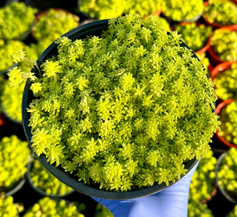 Sedum Japonicum Tokyo Sun Stonecrop Live Plant – Yellow Succulent Ground Cover - Image 3