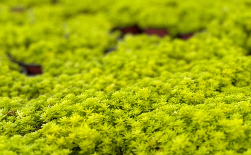 Sedum Japonicum Tokyo Sun Stonecrop Live Plant – Yellow Succulent Ground Cover - Image 4