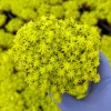 Sedum Japonicum Tokyo Sun Stonecrop Live Plant – Yellow Succulent Ground Cover - Image 1