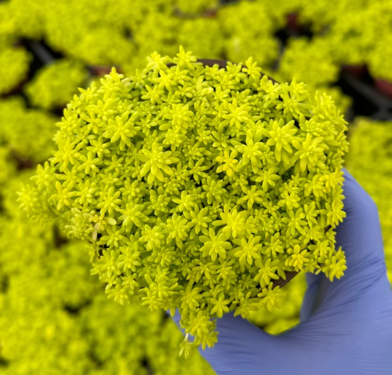 Sedum Japonicum Tokyo Sun Stonecrop Live Plant – Yellow Succulent Ground Cover - Image 1