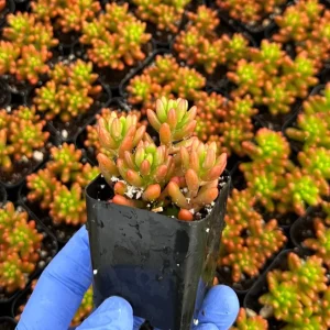 Sedum Jelly Bean Plant – Live Succulent – 2 Inch Pot – Indoor/Outdoor - Image 2