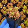 Sedum Jelly Bean Plant – Live Succulent – 2 Inch Pot – Indoor/Outdoor - Image 1