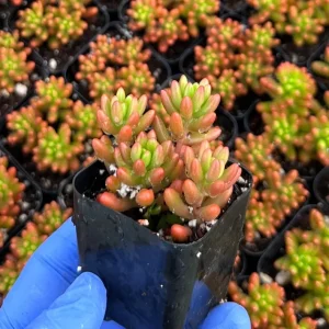Sedum Jelly Bean Plant – Live Succulent – 2 Inch Pot – Indoor/Outdoor - Image 1