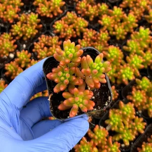 Sedum Jelly Bean Plant – Live Succulent – 2 Inch Pot – Indoor/Outdoor - Image 3