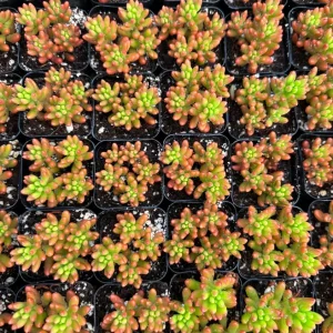 Sedum Jelly Bean Plant – Live Succulent – 2 Inch Pot – Indoor/Outdoor - Image 4