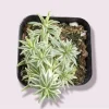 Sedum Lineare Variegated 'Sea Urchin' Succulent Live Plant 2 Inch Pot Indoor Outdoor - Image 1