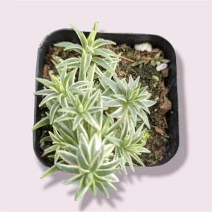 Sedum Lineare Variegated 'Sea Urchin' Succulent Live Plant 2 Inch Pot Indoor Outdoor - Image 1