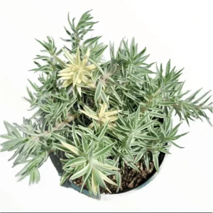 Sedum Lineare Variegated 'Sea Urchin' Succulent Live Plant 2 Inch Pot Indoor Outdoor - Image 2