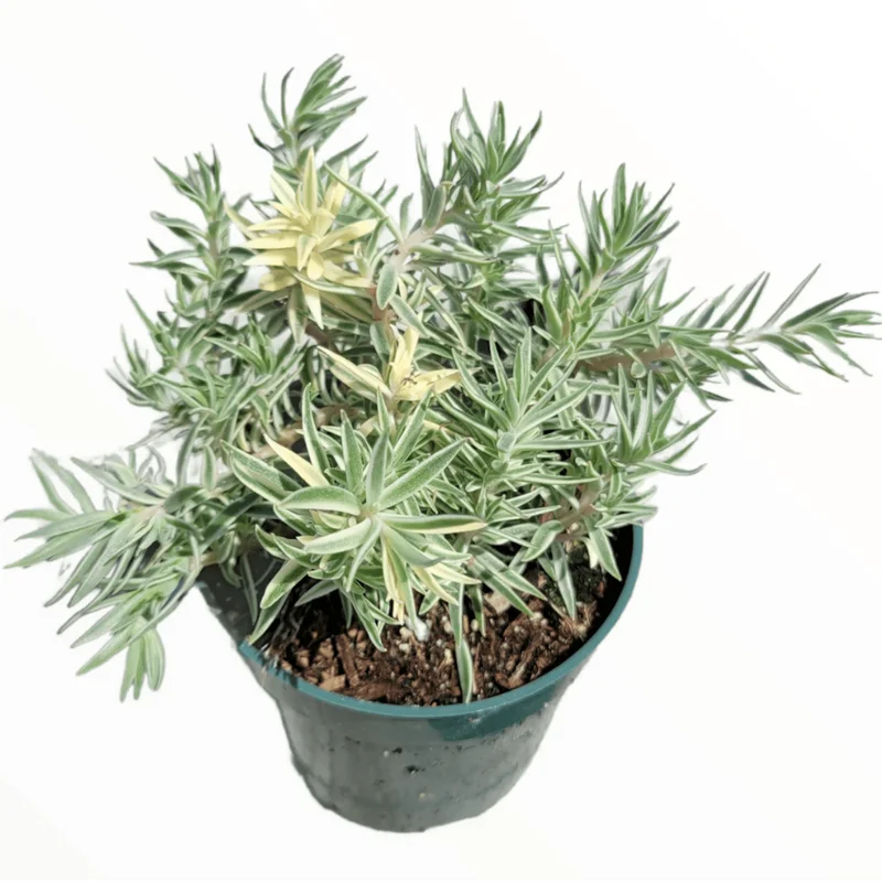 Sedum Lineare Variegated 'Sea Urchin' Succulent Live Plant 2 Inch Pot Indoor Outdoor - Image 3