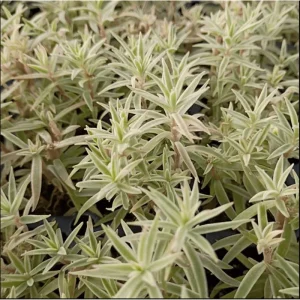 Sedum Lineare Variegated 'Sea Urchin' Succulent Live Plant 2 Inch Pot Indoor Outdoor - Image 4