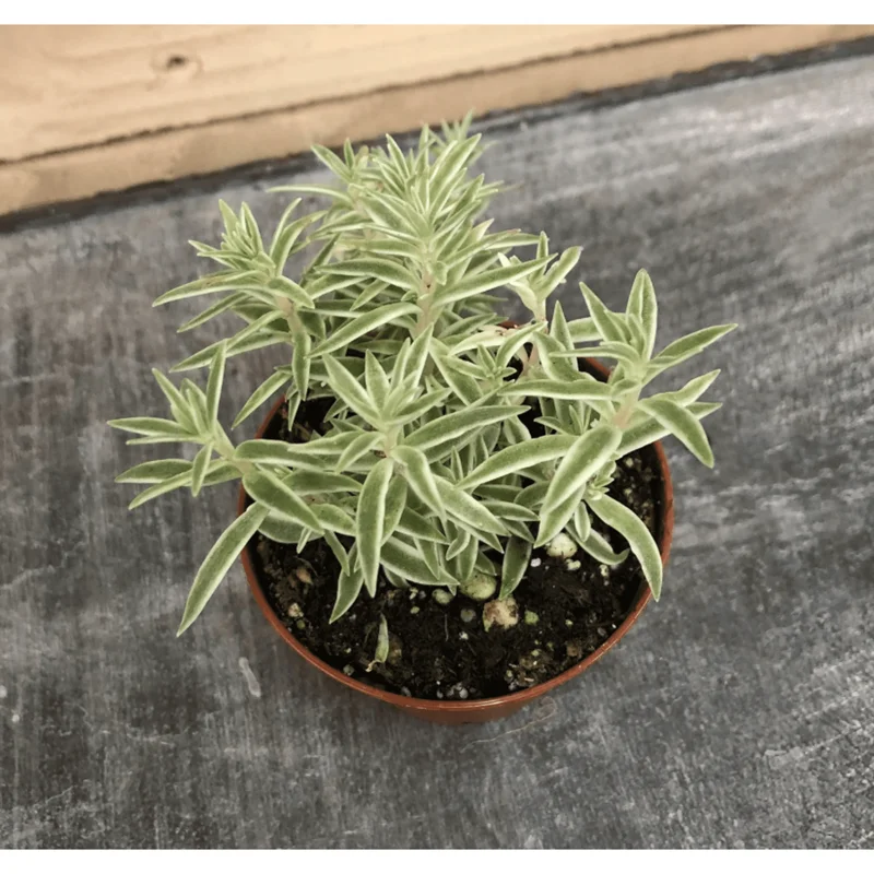 Sedum Lineare Variegated 'Sea Urchin' Succulent Live Plant 2 Inch Pot Indoor Outdoor - Image 5