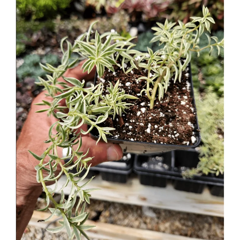 Sedum Lineare Variegated 'Sea Urchin' Succulent Live Plant 2 Inch Pot Indoor Outdoor - Image 6